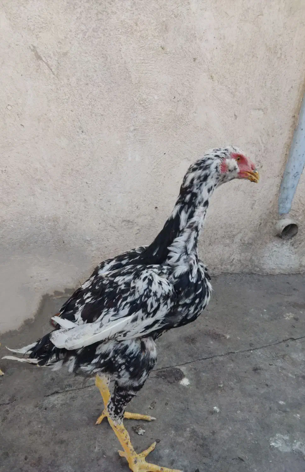 نیمچه خروس لاری چیل|حیوانات مزرعه|باقرشهر, |دیوار