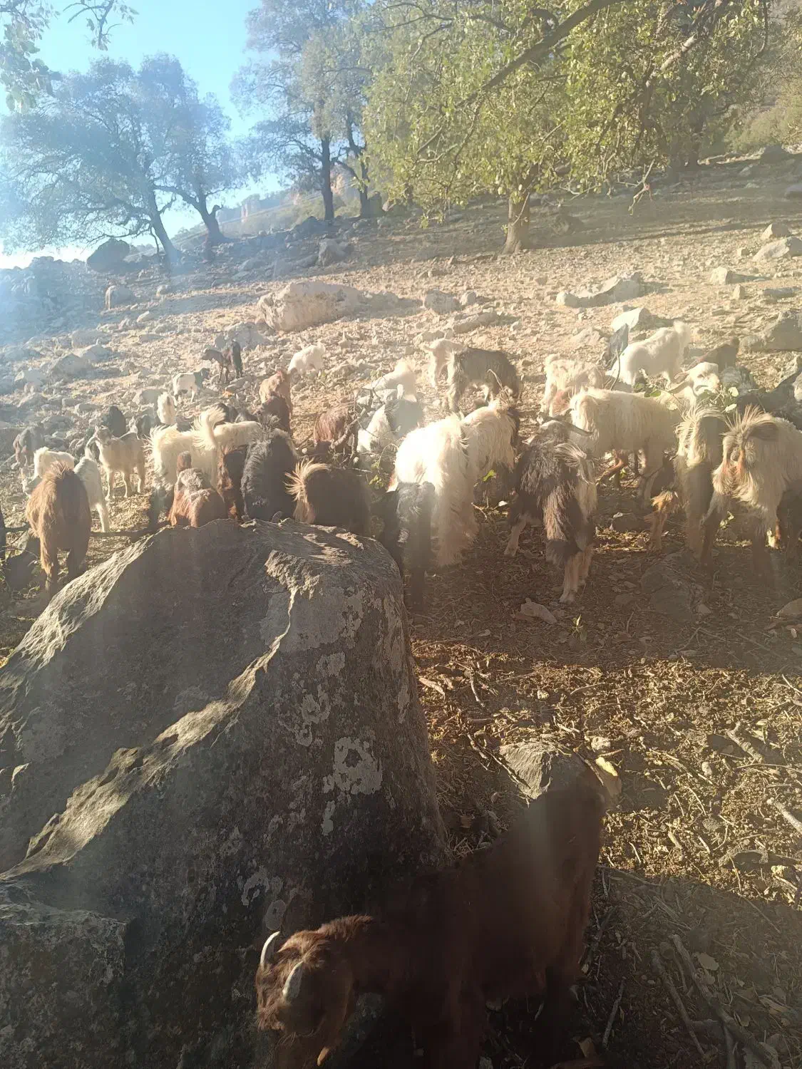 25عدد کهره دونه 5و پانصد|حیوانات مزرعه|لنده, |دیوار