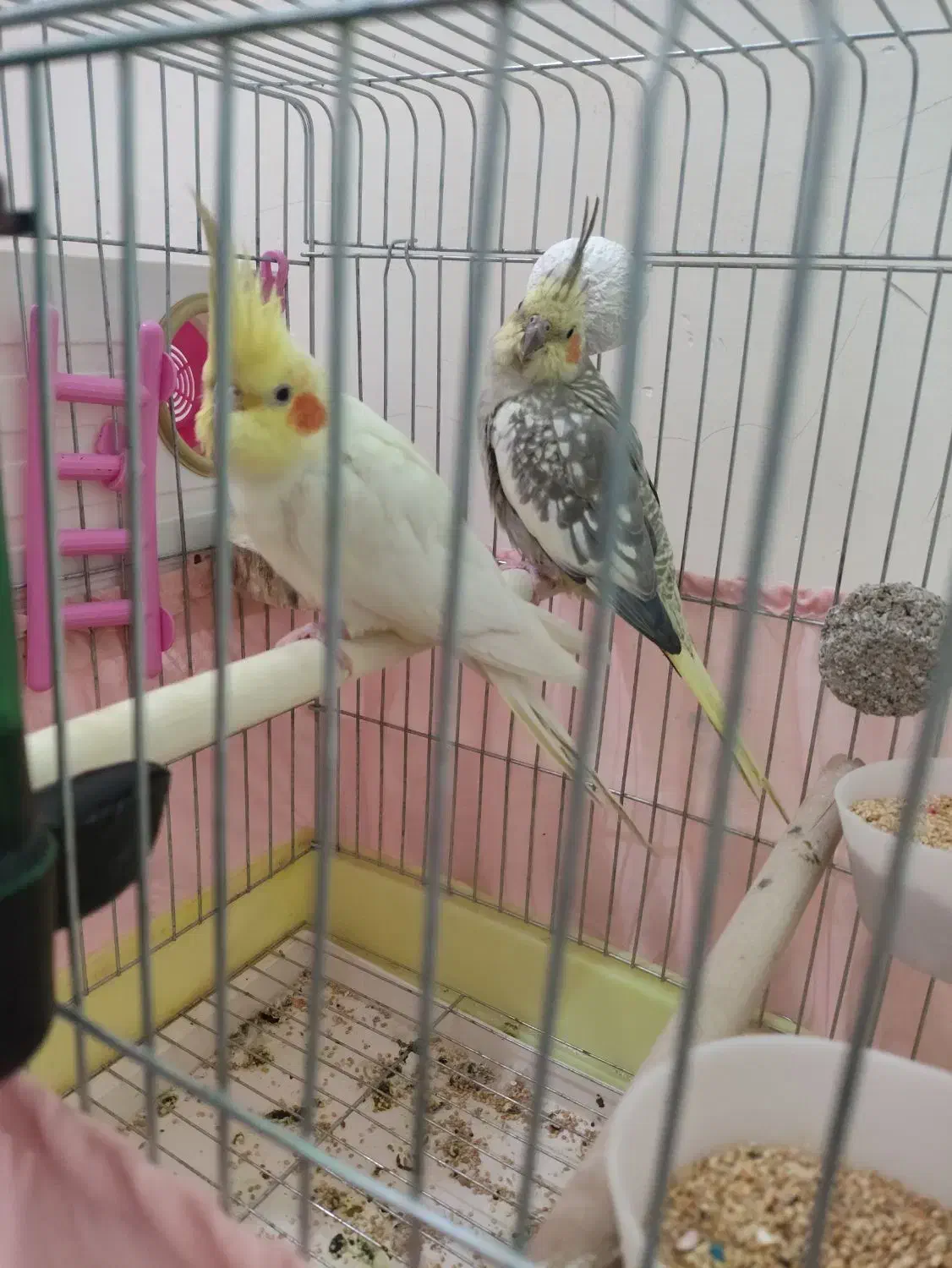 جفت عروس هلندی مولد با قفس معاوضه دوچرخه ۲۶|پرنده|پاکدشت, پاکدشت (مامازند)|دیوار