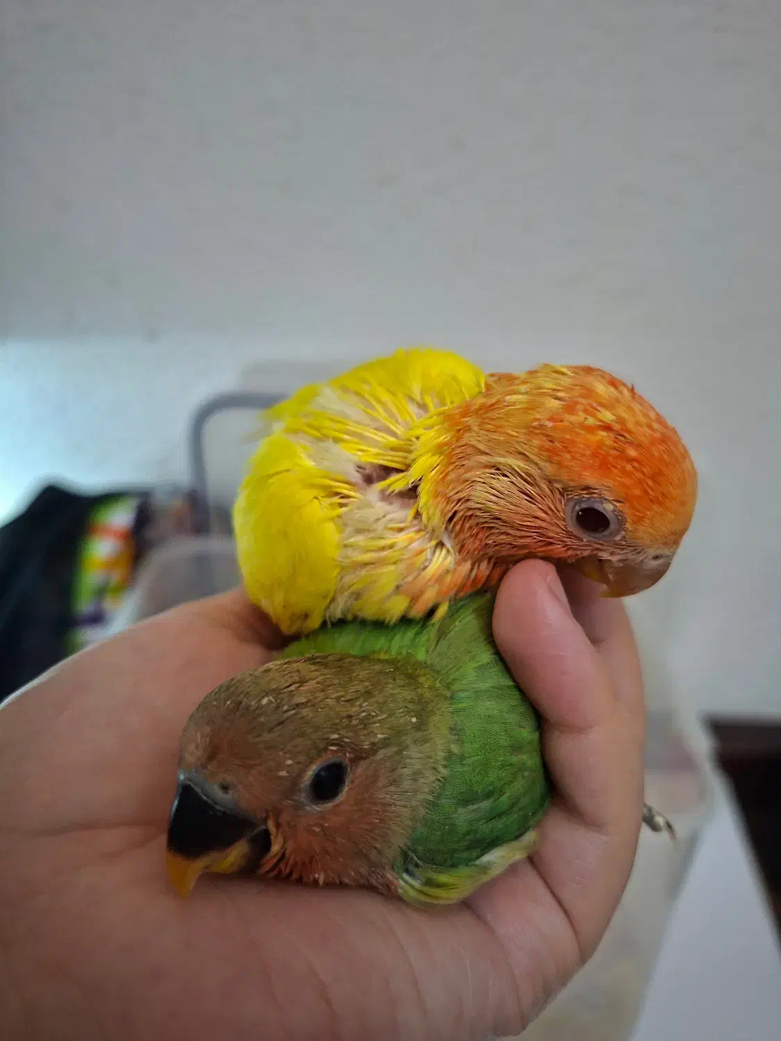 جوجه سرلاکی طوطی برزیلی|پرنده|کیش, |دیوار