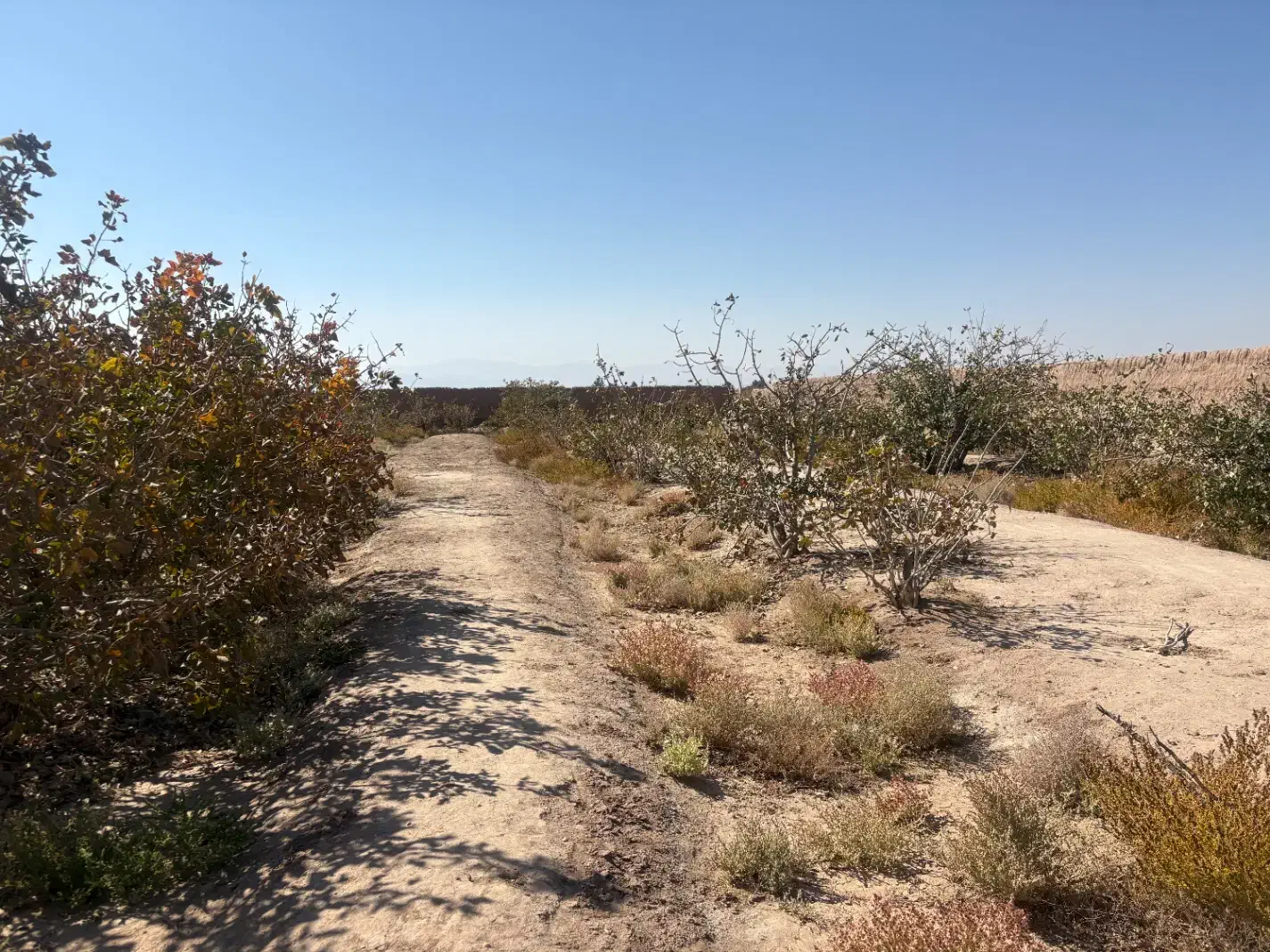 زمین پسته ای در محدوده فتح اباد شهرستان زرند|فروش زمین و ملک کلنگی|زرند, |دیوار