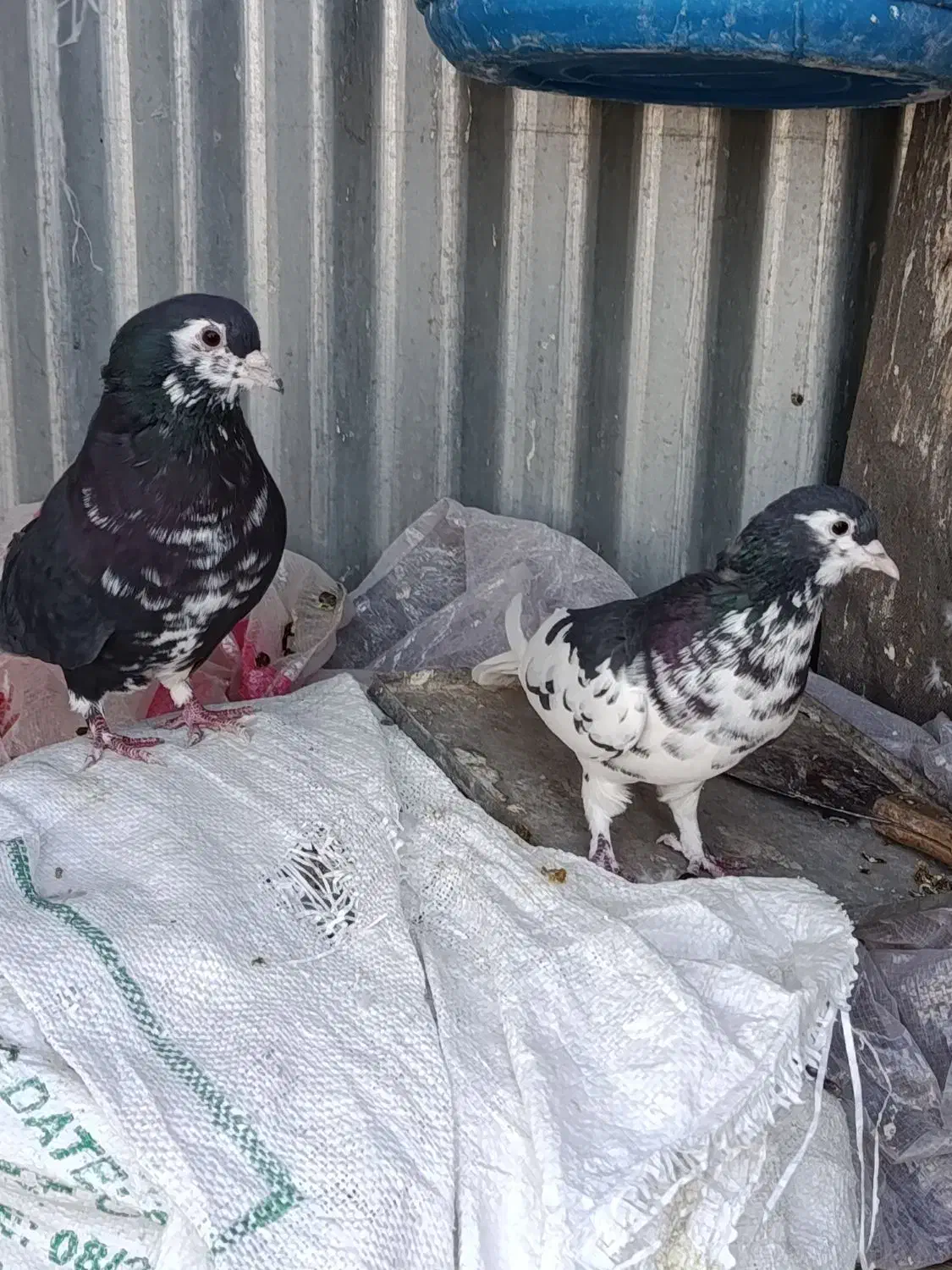 نرما ده شیرازی|پرنده|کرمان, |دیوار