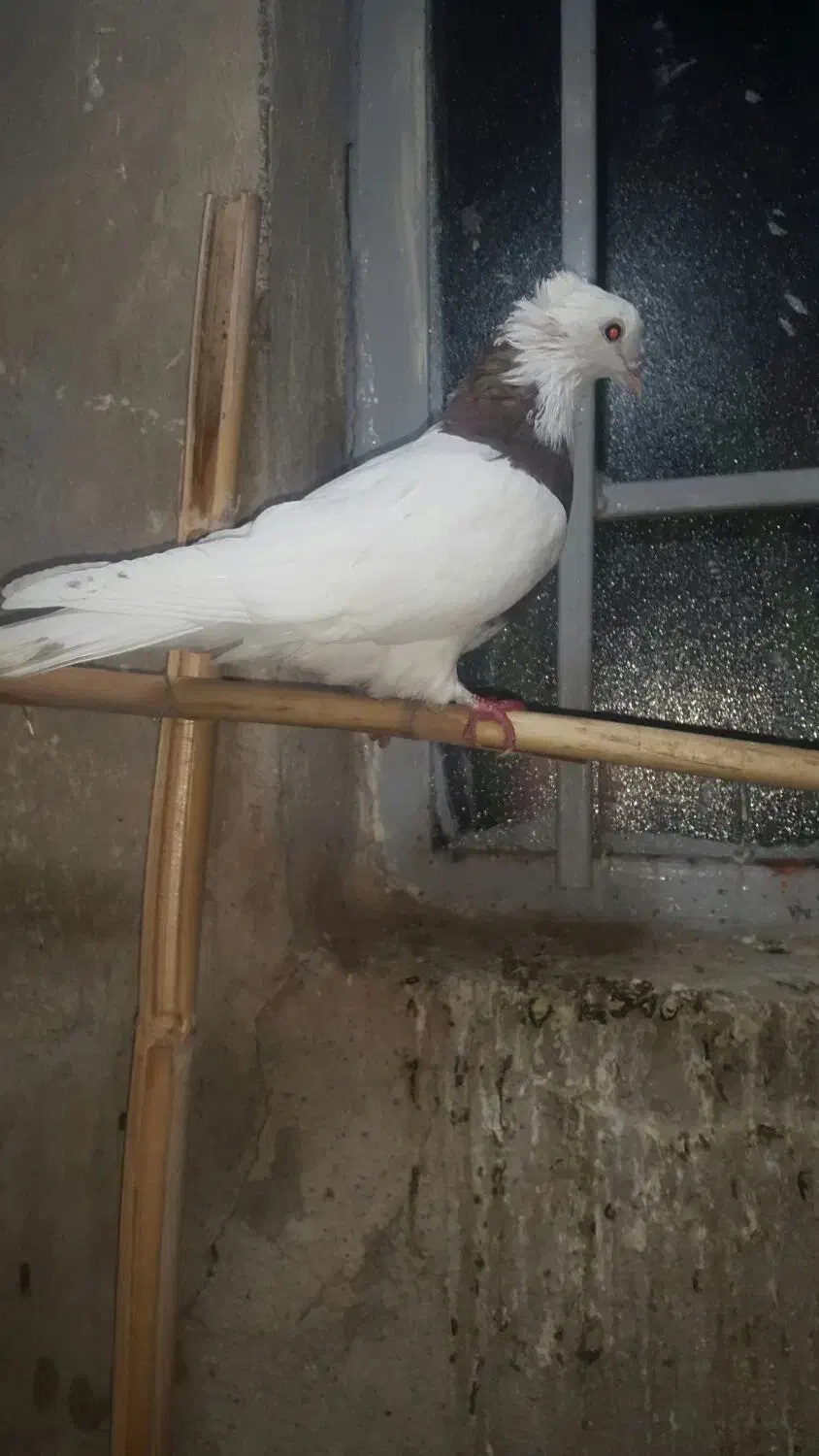 طوقی ماده جوان|پرنده|محمدیه-قزوین, |دیوار