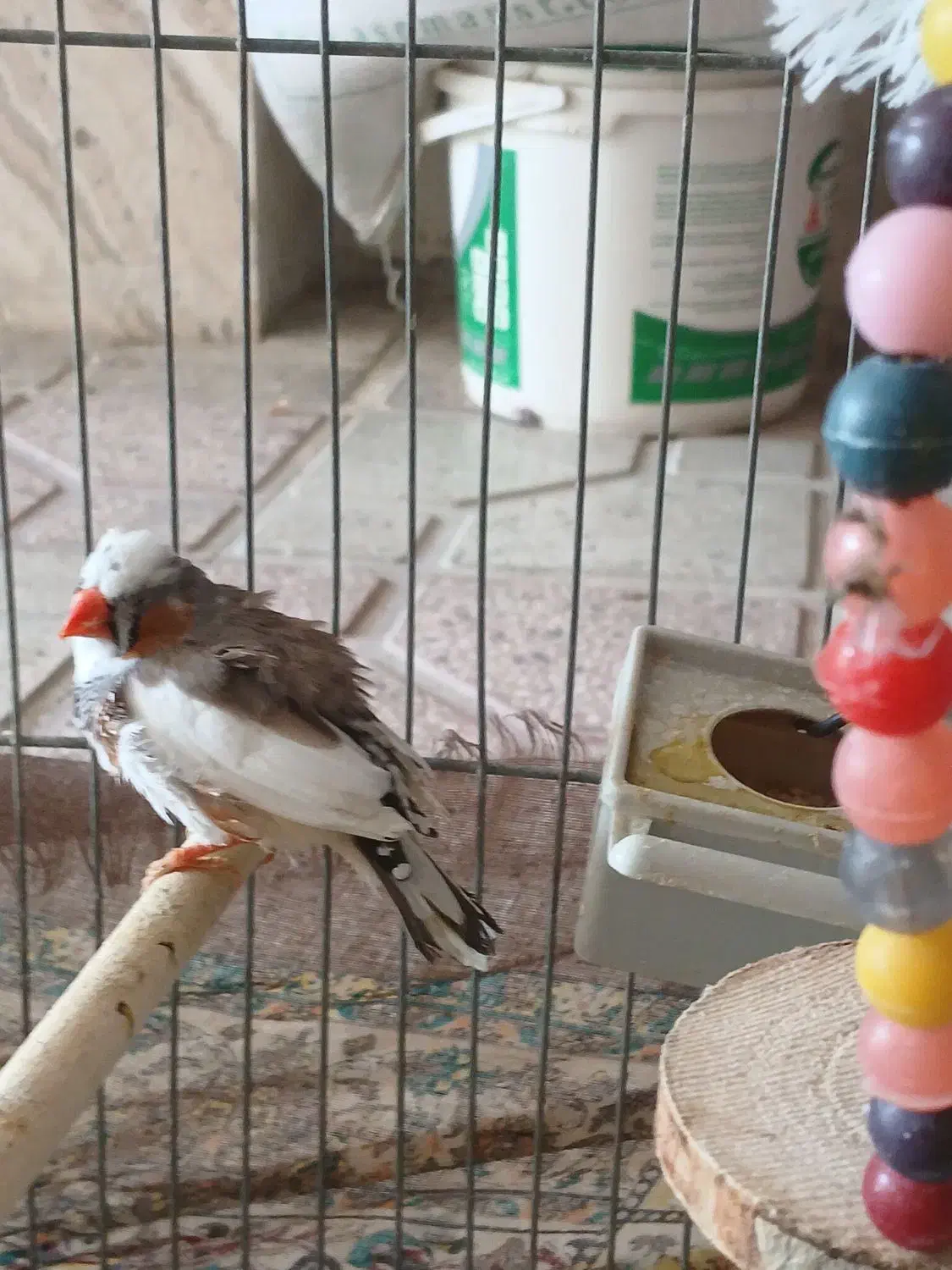 فنچ نر|پرنده|شیراز, کوشک میدان|دیوار