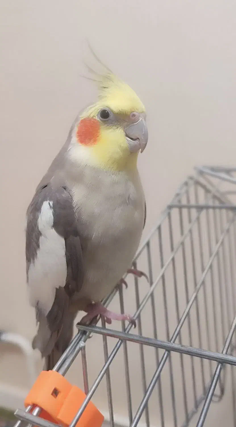 فروش یک جفت عروس هلندی مولد و ۲تا جوجه نر ۸ ماهه|پرنده|فردیس, شهرک هفده شهریور|دیوار