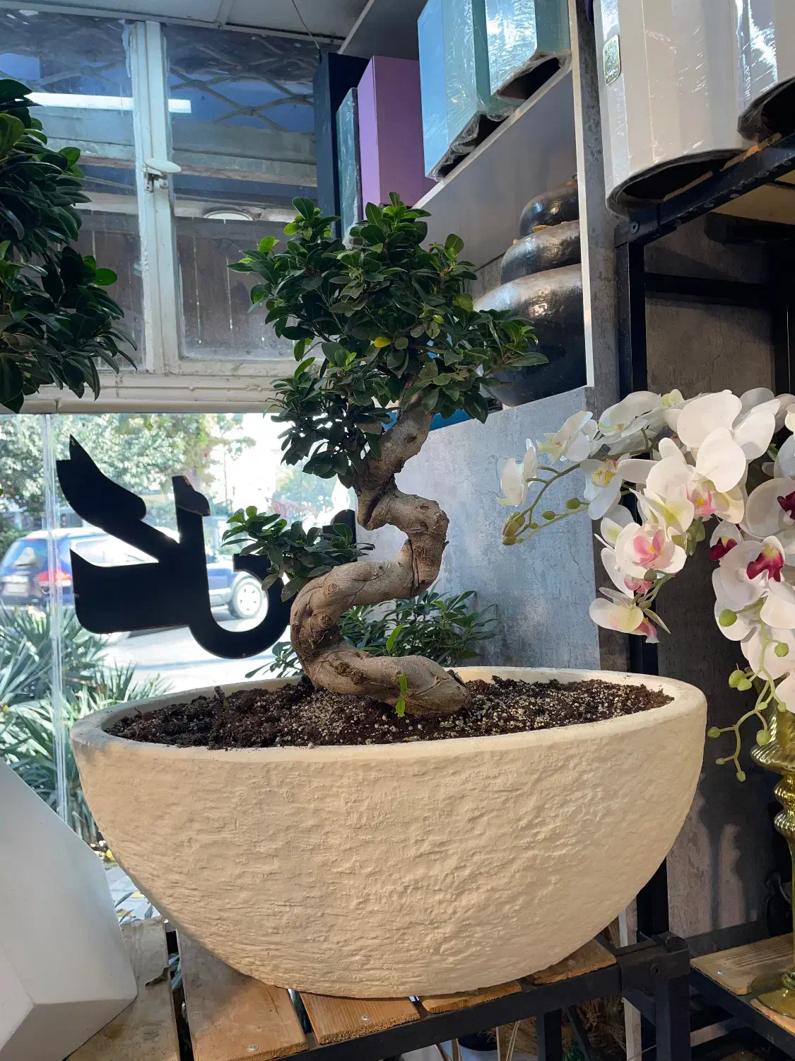 انواع گل و گیاه و بنسای|گل و گیاه طبیعی|مشهد, کوه سنگی|دیوار