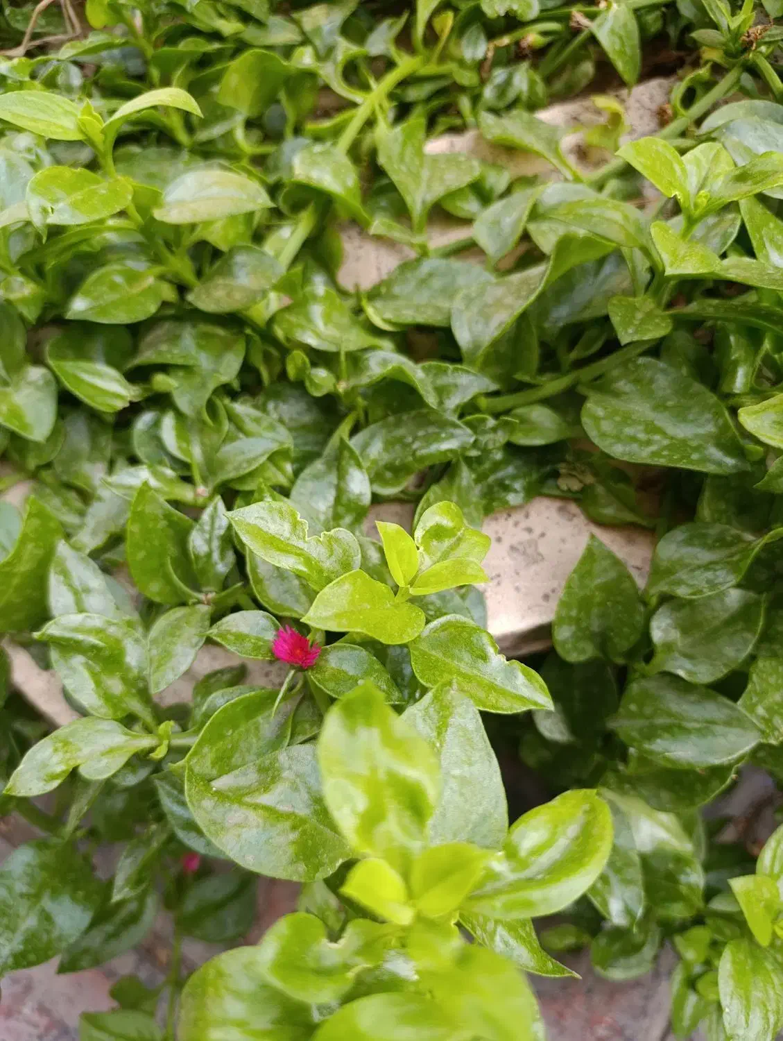 راهنمایی کنید|فعالیت داوطلبانه|صفادشت, |دیوار