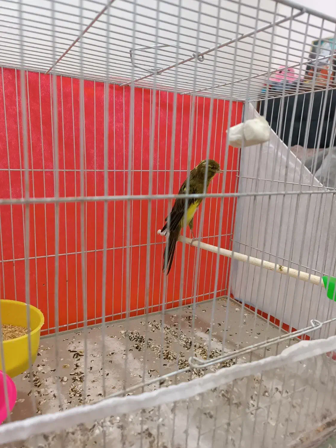 قناری نر رسمی بلند|پرنده|مشهد, امیر المومنین|دیوار