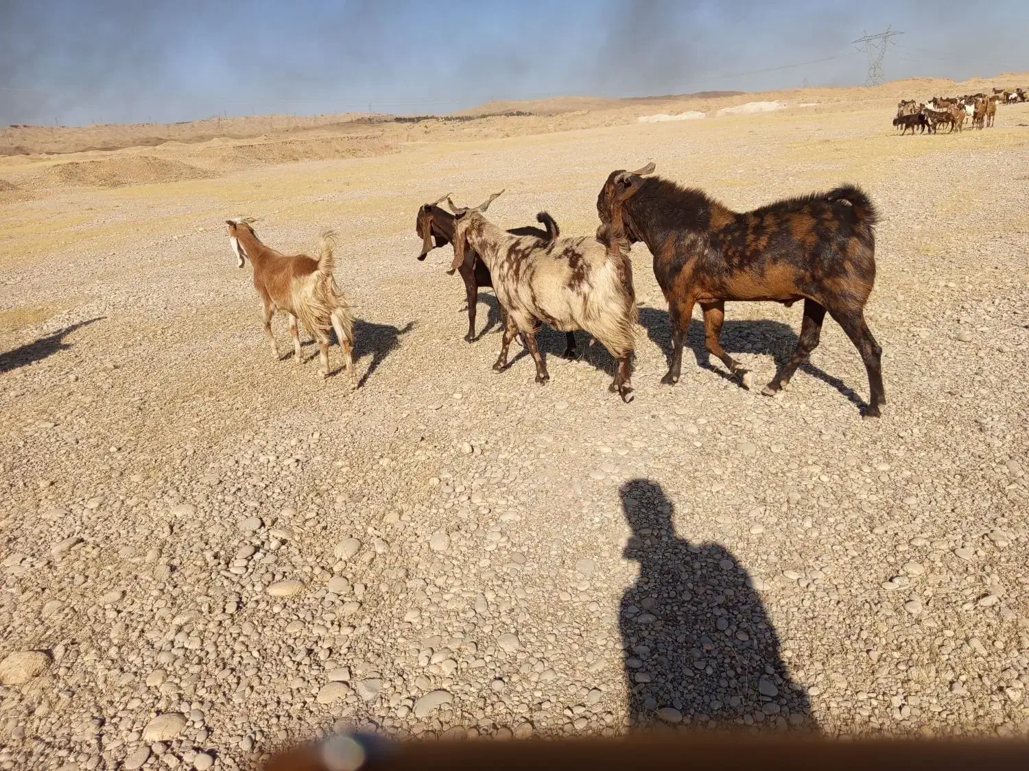 بز افغانی گمشده|حیوانات|اندیمشک, |دیوار