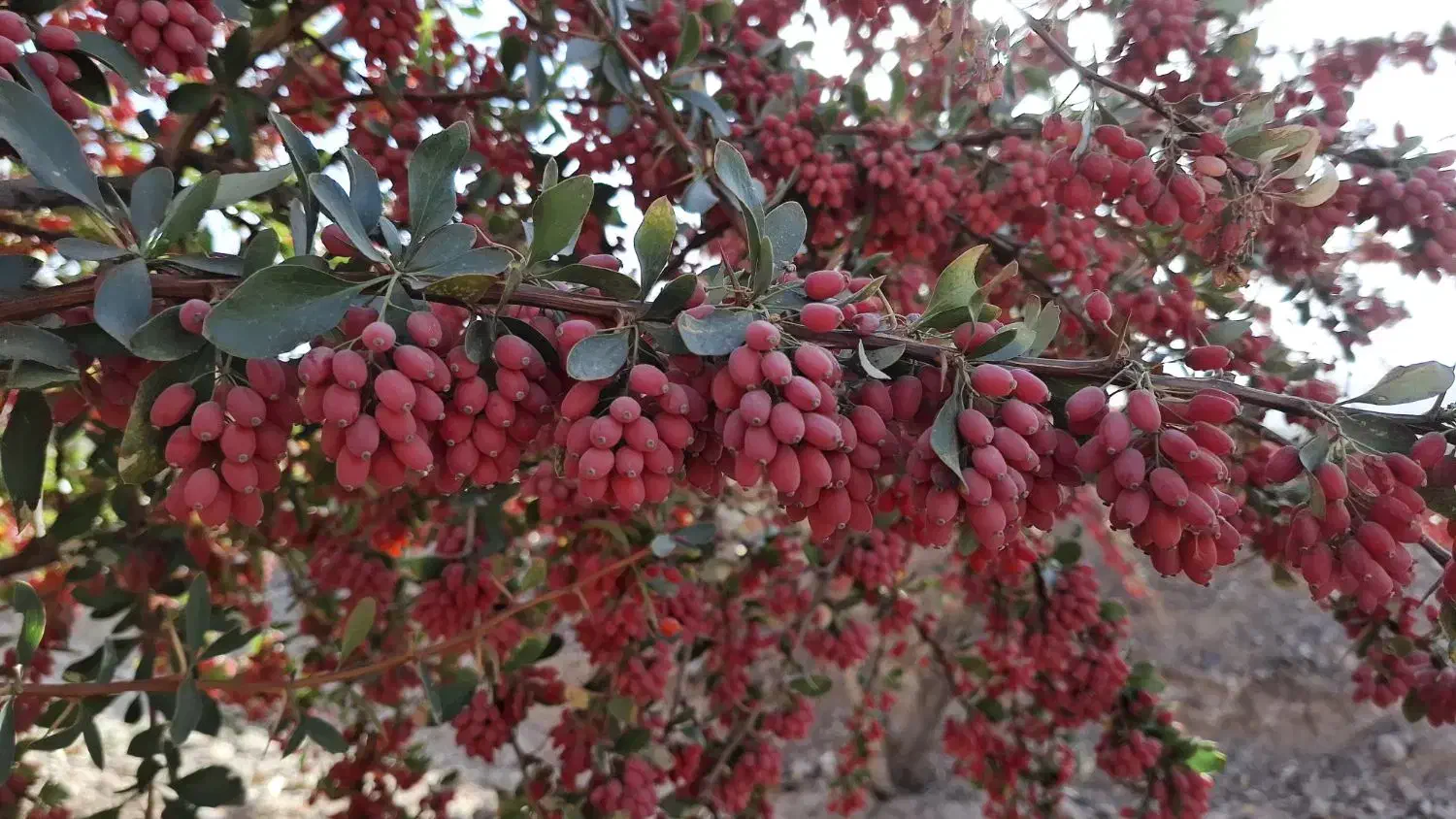 زرشک درجه 1 قائنات|خوردنی و آشامیدنی|تهران, پارک شهر|دیوار