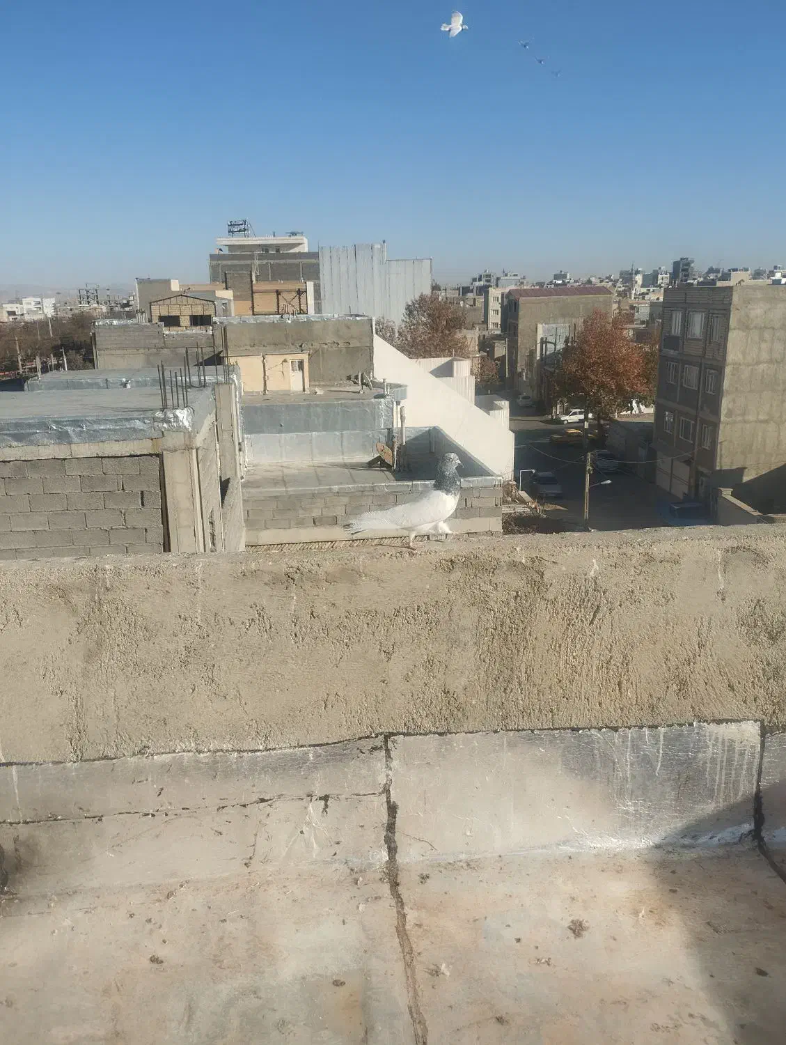 کبوتر|پرنده|قروه, |دیوار