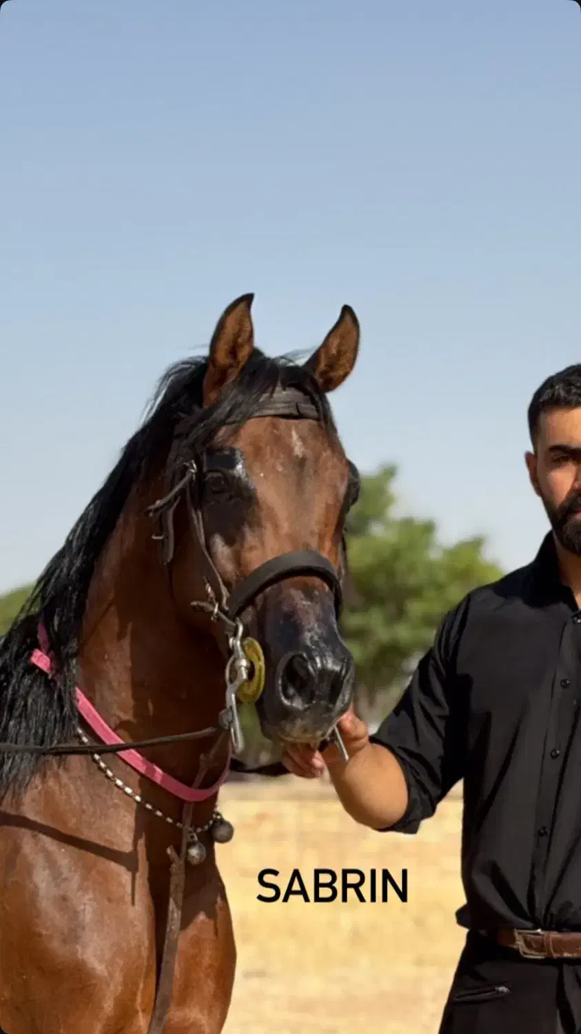 اسب سواری کوهدشت (مجموعه تفریحی)|خدمات آموزشی|کوهدشت, |دیوار