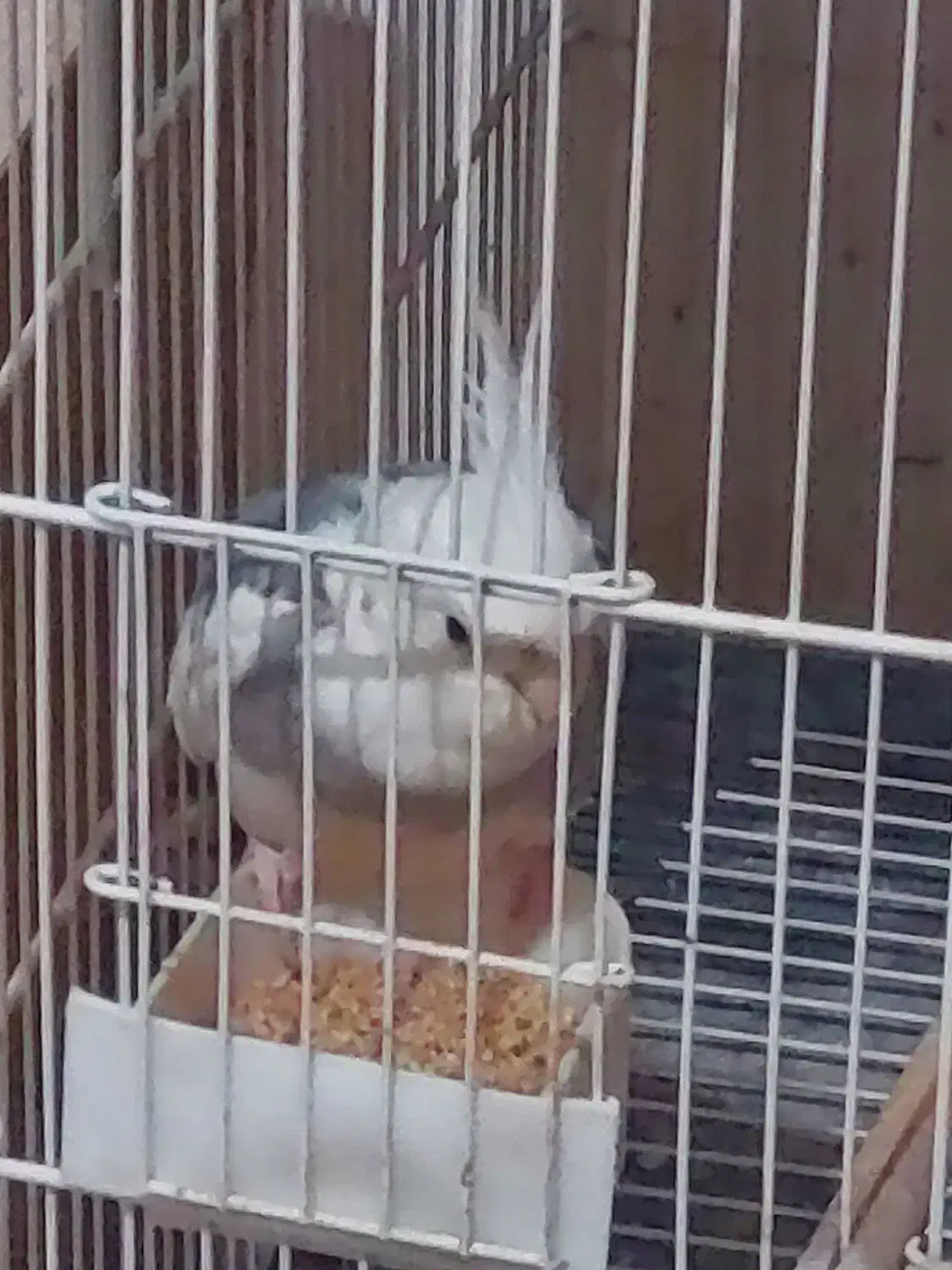 عروس هلندی مولد|پرنده|زرقان, |دیوار