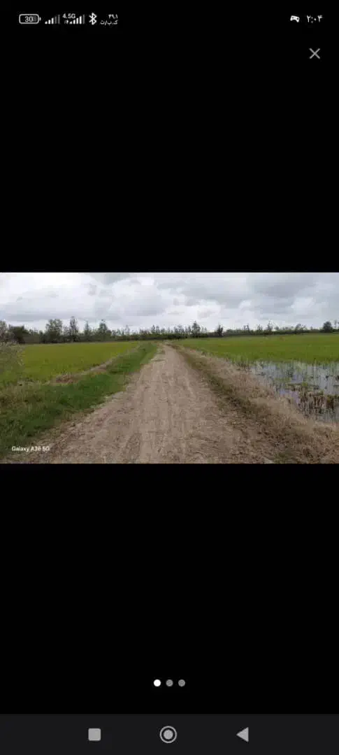 فروش زمین برنج شالیزار یا با معاوضه با خودرو|فروش زمین و ملک کلنگی|چاف و چمخاله, |دیوار