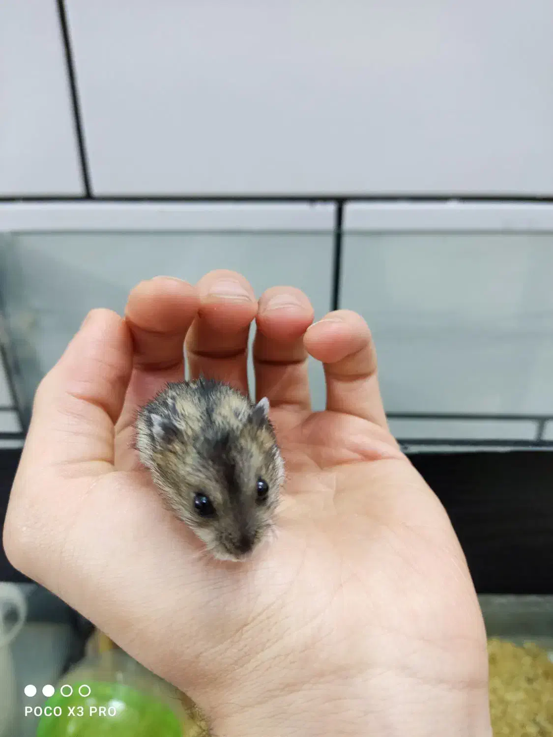 همستر کمپل|موش و خرگوش|ساوه, |دیوار