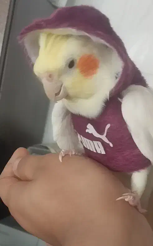 عروس هلندی|پرنده|نیشابور, شهرک اندیشه|دیوار