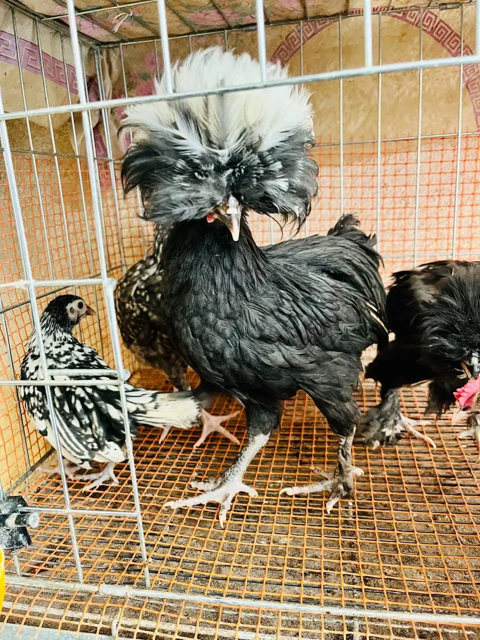 نیمچه لهستانی مرغ و خروس|حیوانات مزرعه|اصفهان, شهرک کوثر|دیوار