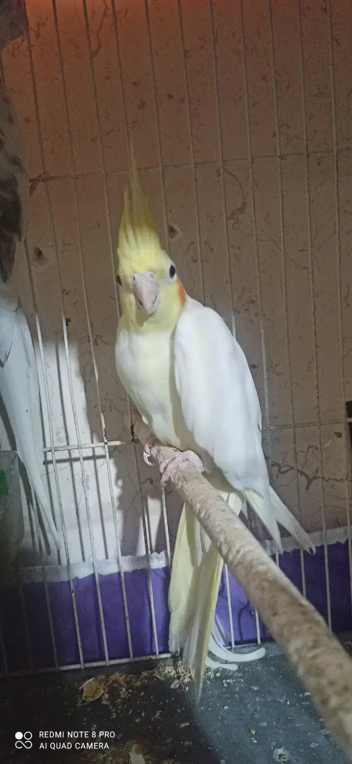 عروس هلندی|پرنده|تایباد, |دیوار