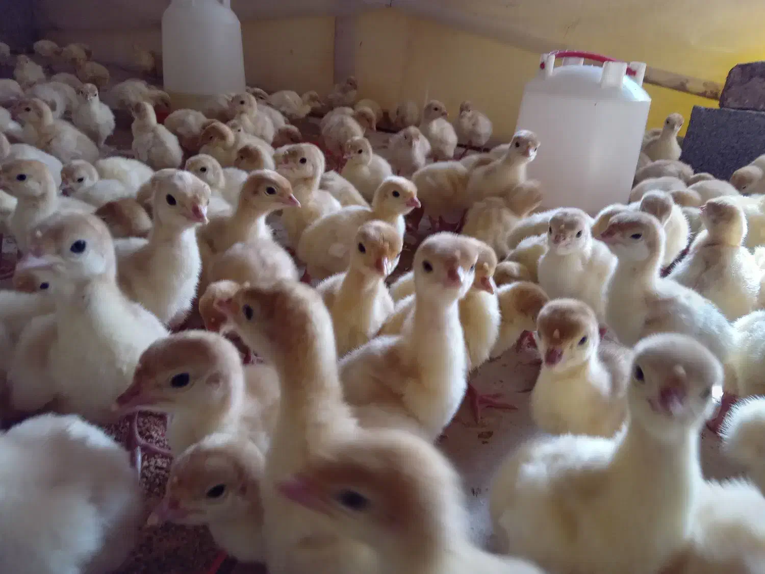 جوجه بیوتی(فوق سنگین)|حیوانات مزرعه|قزوین, |دیوار