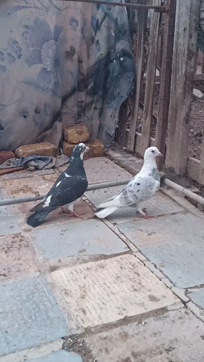 کبوتر پلاکی|پرنده|اسفرورین, |دیوار