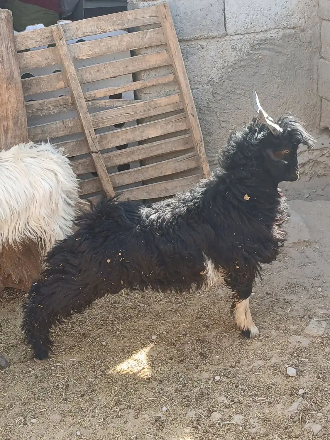 فروش۳راس بزغاله نرپروار|حیوانات مزرعه|دهلران, |دیوار