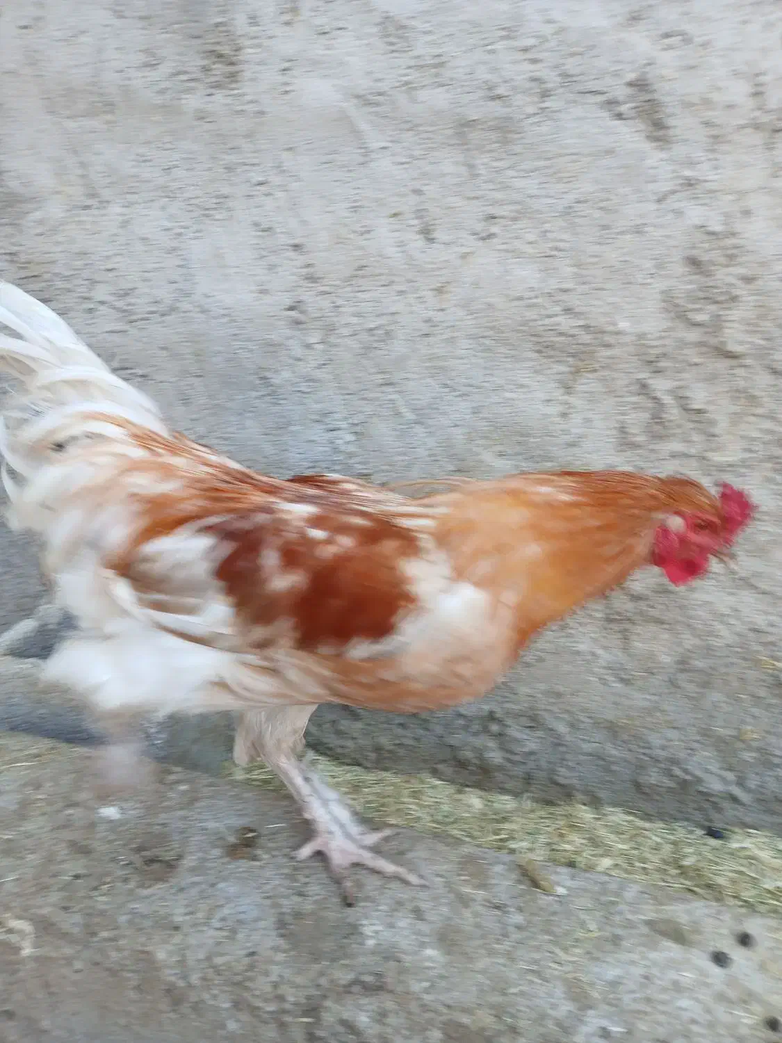 خروس و جوجه خروس|حیوانات مزرعه|مرودشت, رودبال|دیوار