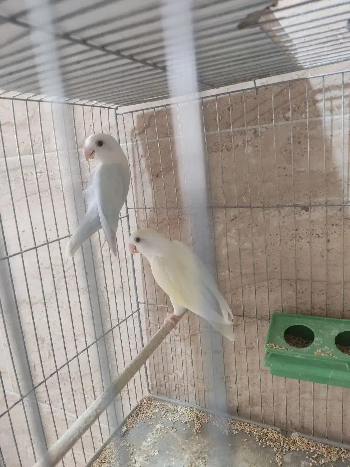 فنچ مرغ عشق پروانه ای عروس هلندی طوطی کتوله|پرنده|کرمان, |دیوار