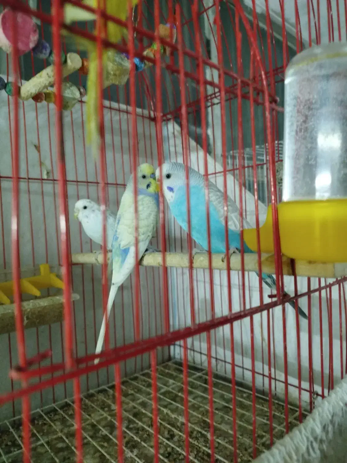 فنچ و مرغ عشق قیمت عالی|پرنده|مشهد, طلاب|دیوار