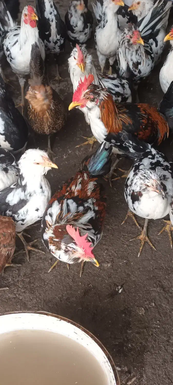 نیمچه‌گلین‌خروس|حیوانات مزرعه|رشت, پل تالشان|دیوار