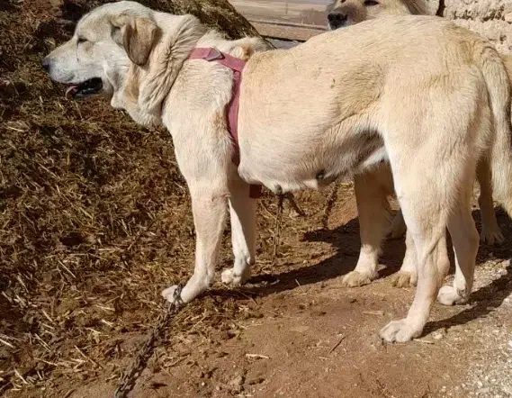 ماده پژدر|سگ|سنندج, |دیوار