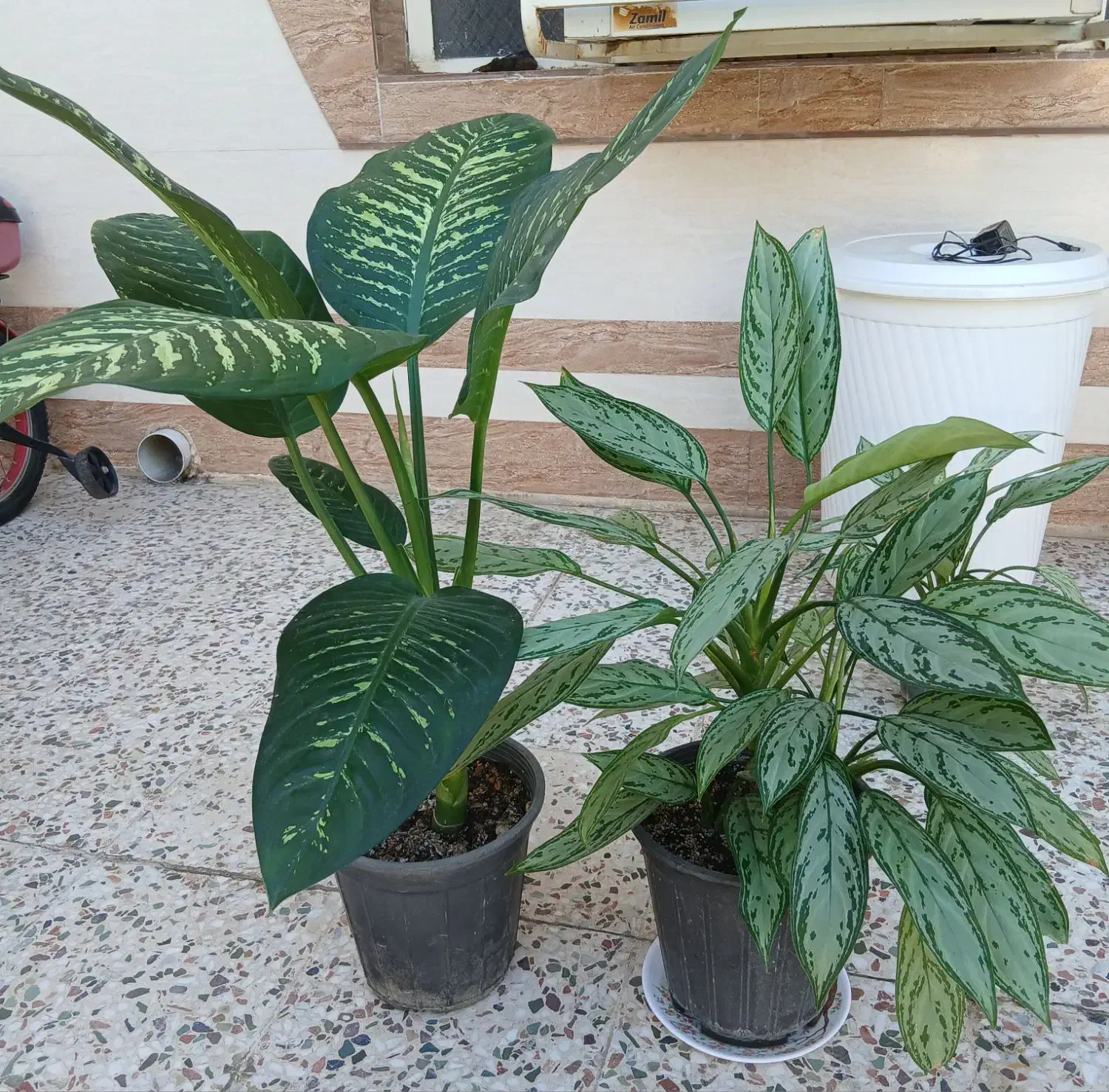 گل اگلونما|گل و گیاه طبیعی|شوش, |دیوار