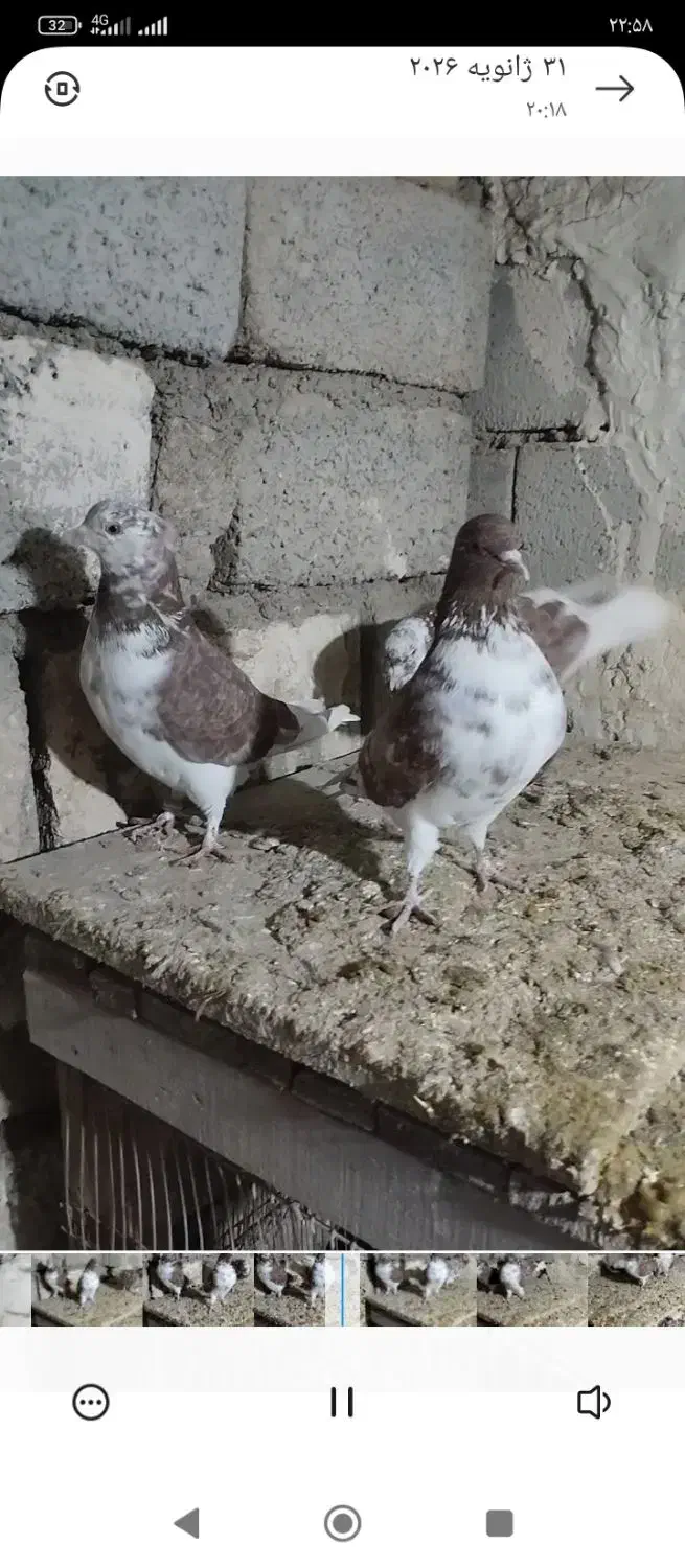 کبوتر پرشی|پرنده|اشنویه, |دیوار