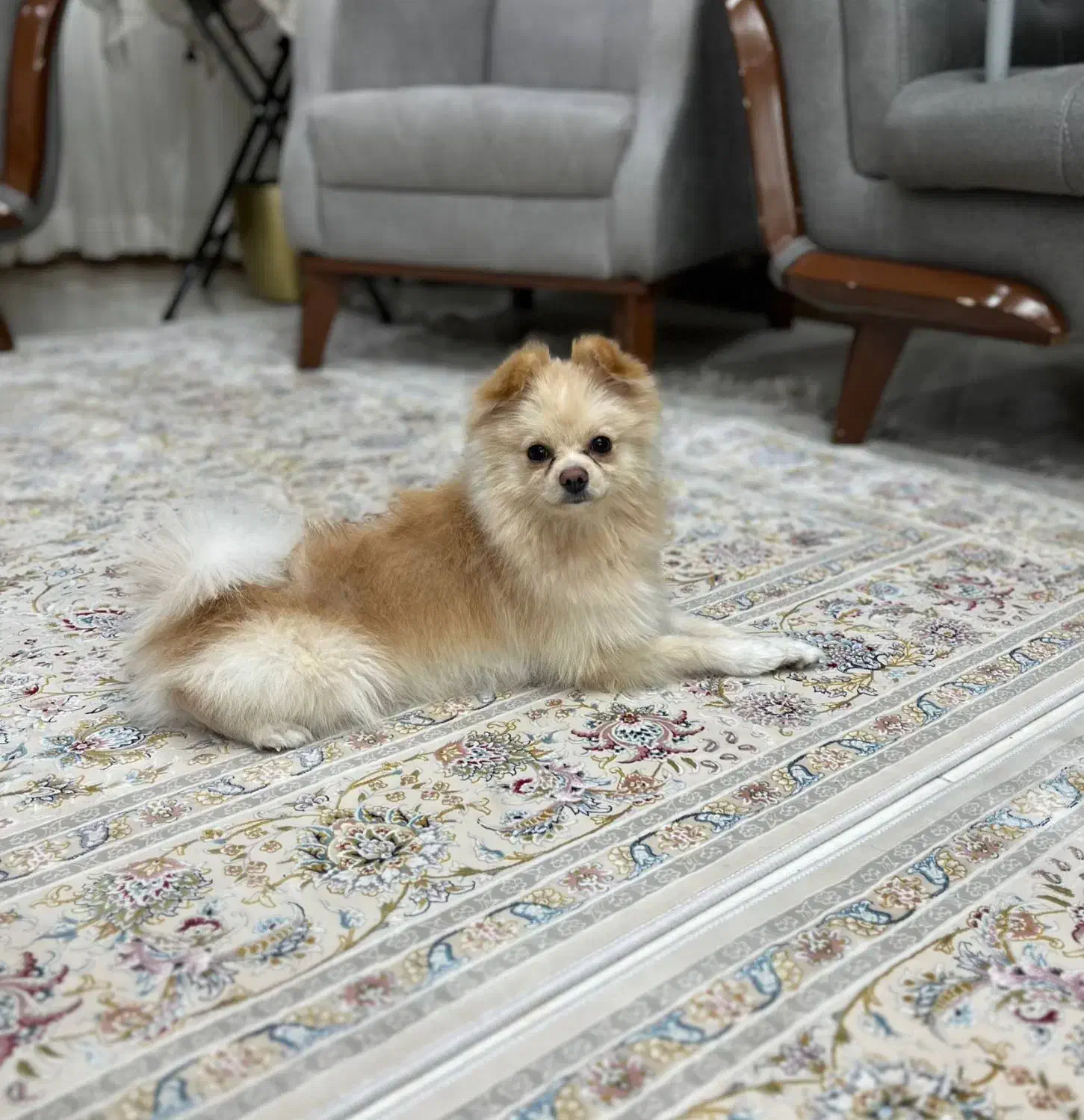 سگ پامر|سگ|فردیس, شهرک سپاه|دیوار