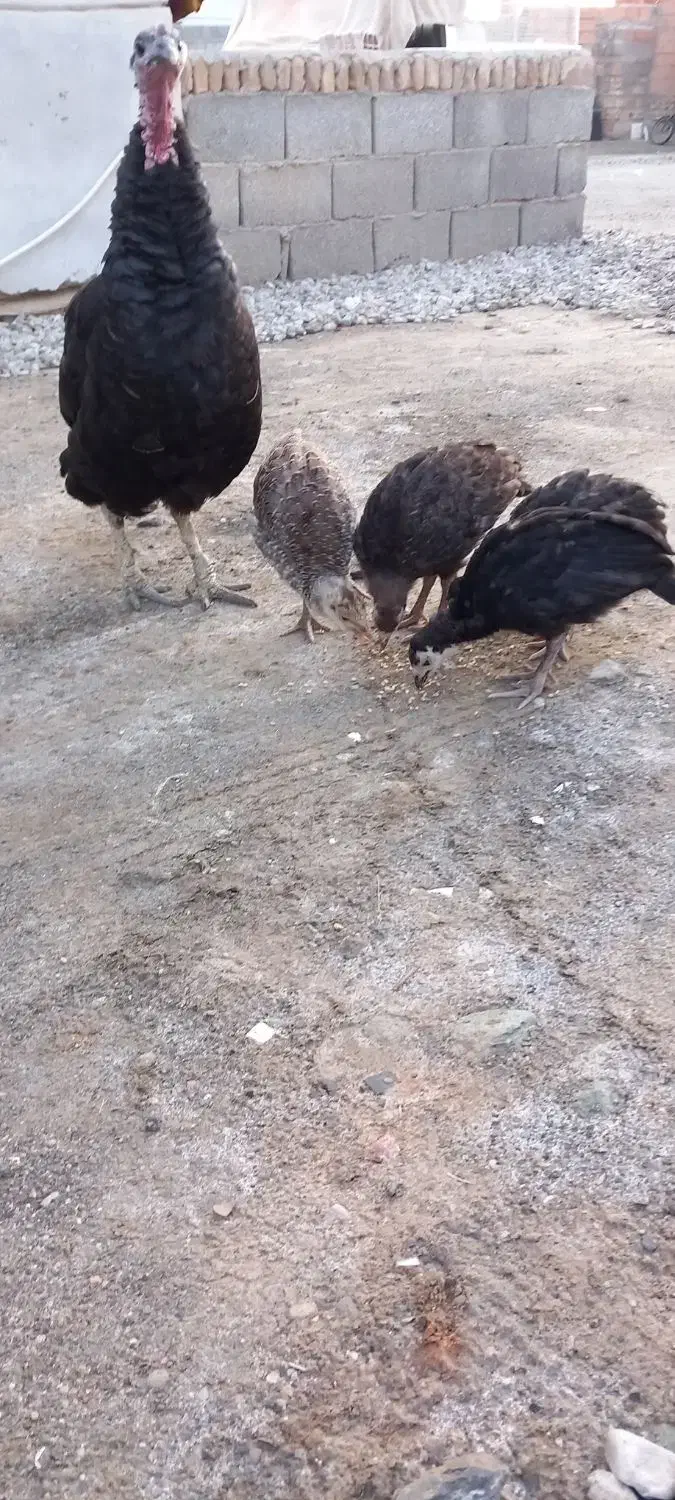 بوقلمون|پرنده|گمیشان, |دیوار