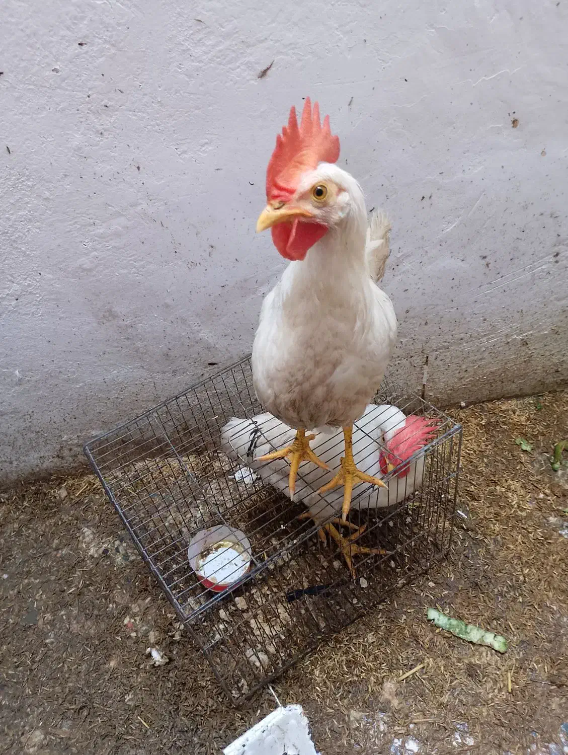 خروس محلی|حیوانات مزرعه|رشت, کوی فکوری|دیوار