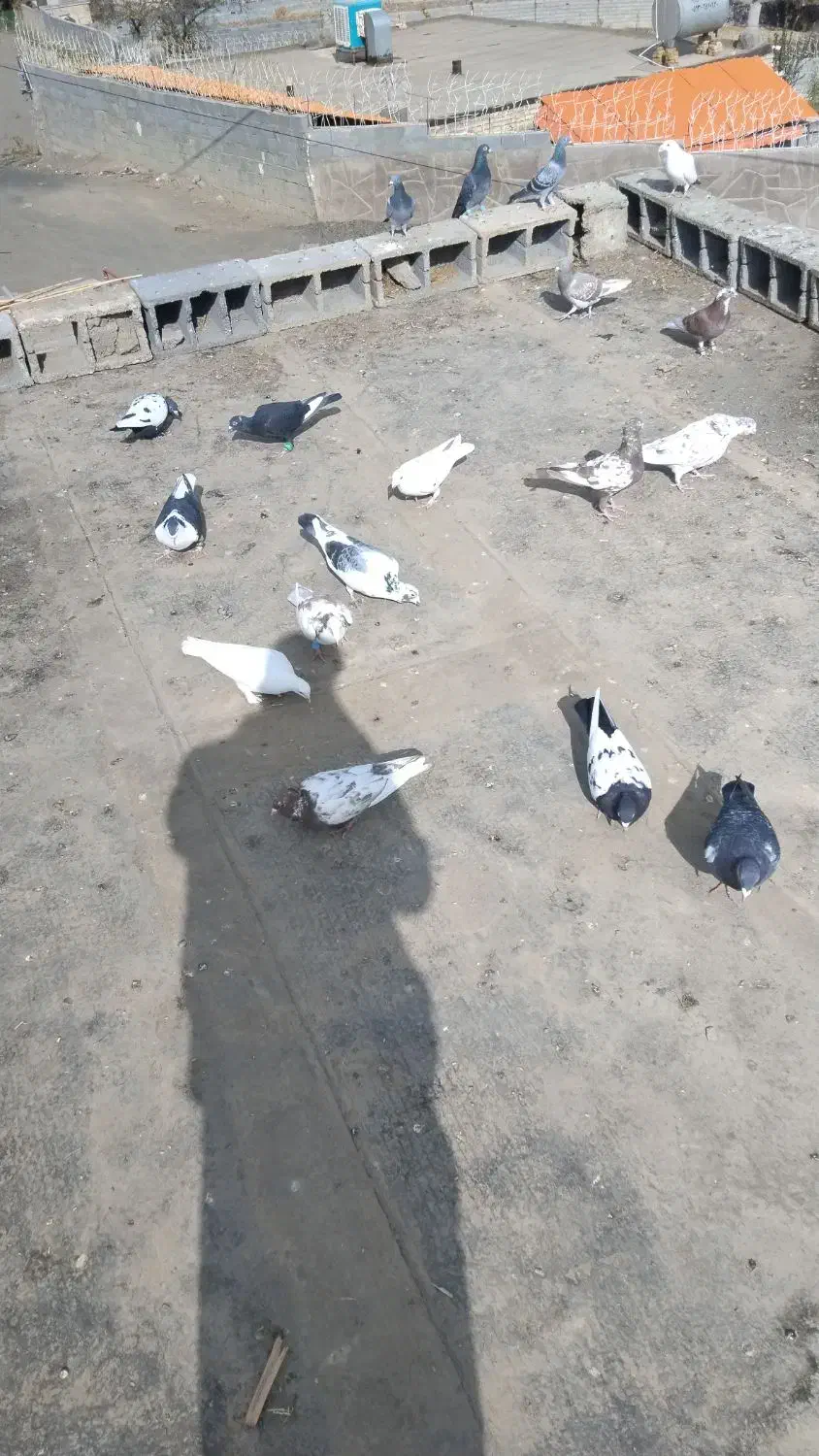 کفتر پرشی شهرستان|پرنده|رضویه, |دیوار