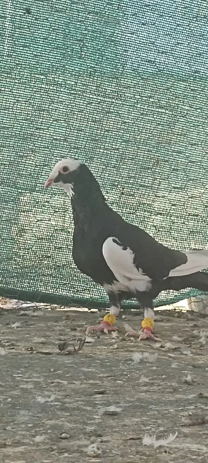 ابلق سیاه|پرنده|شیراز, شهرک فرزانگان|دیوار