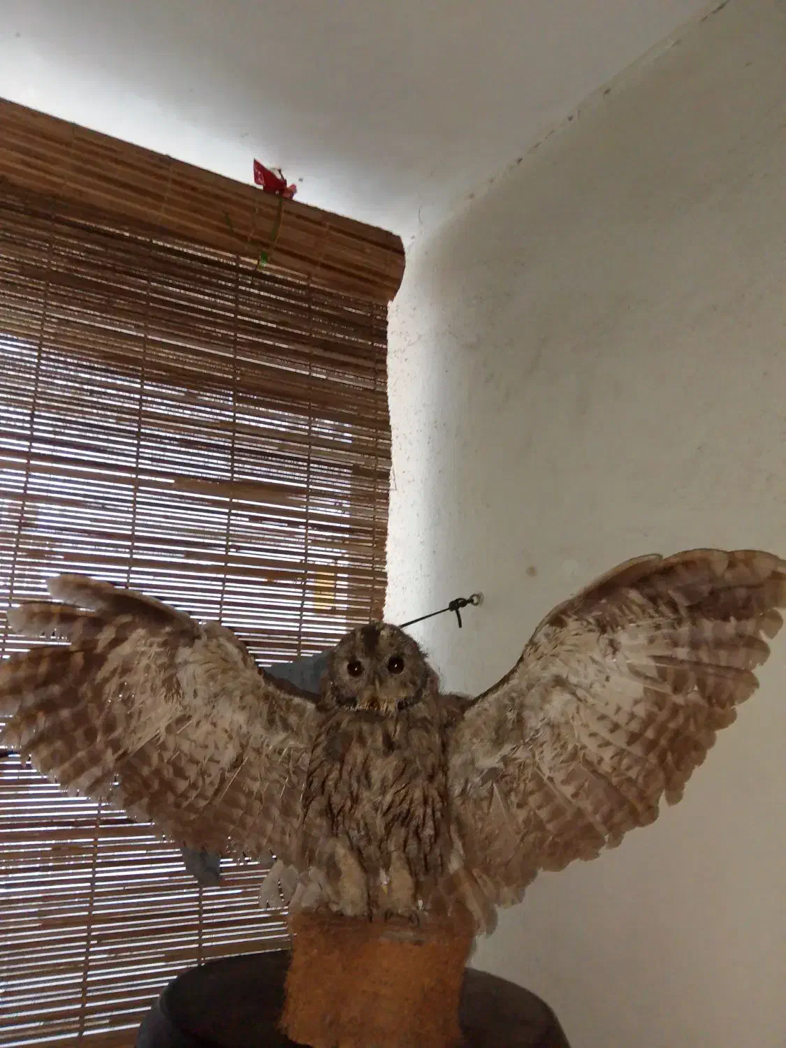 جغد خشک شده|مجسمه، تندیس، ماکت|گرگان, |دیوار