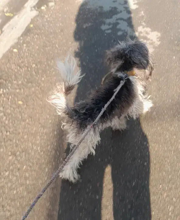 سگ شیتزو|سگ|بوشهر, |دیوار