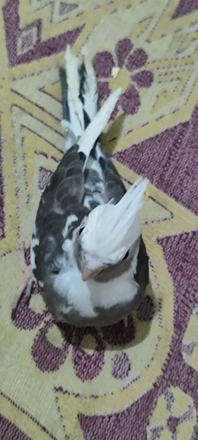 عروس هلندی سرلاکی|پرنده|سیرجان, |دیوار