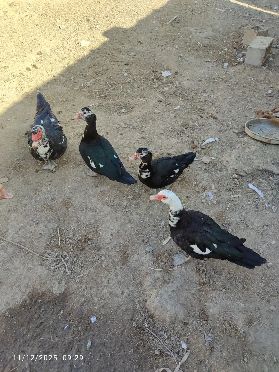 اردکخارجی|حیوانات مزرعه|نیمروز, |دیوار