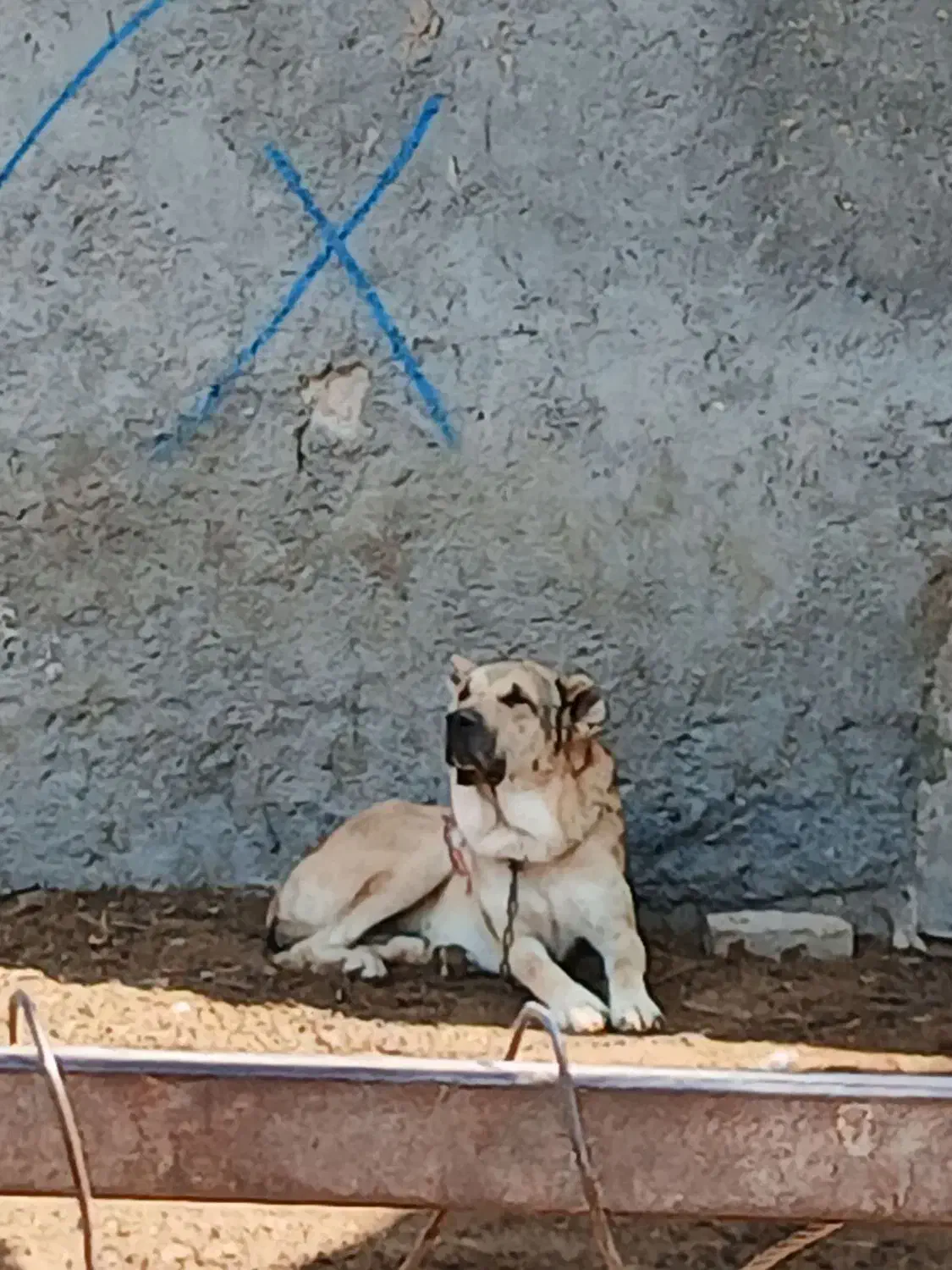 سگ خب|سگ|اسفراین, |دیوار