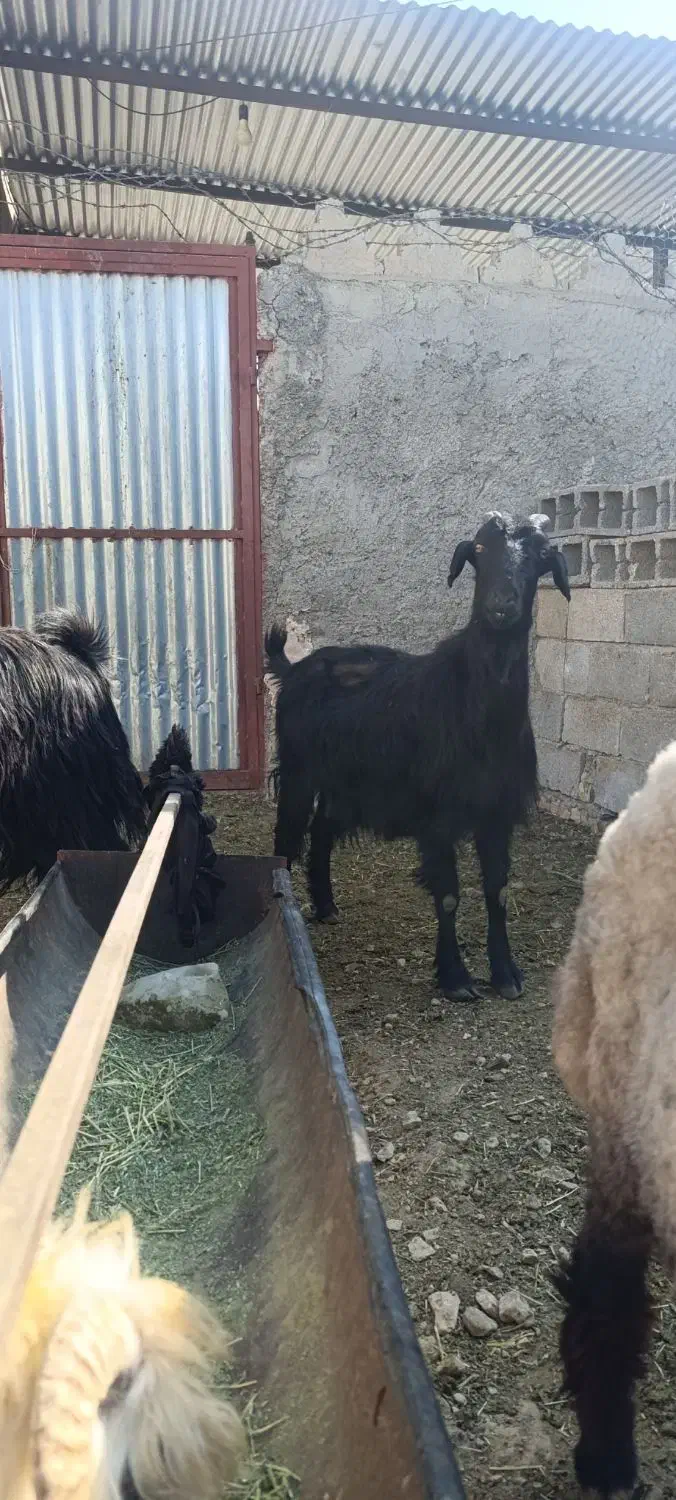 چپش و بز آبستن و کهره نر تخت|حیوانات مزرعه|مرودشت, شهرک مهدیه|دیوار