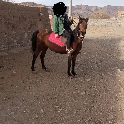 مادیان کهر|اسب و تجهیزات اسبسواری|ساوه, |دیوار