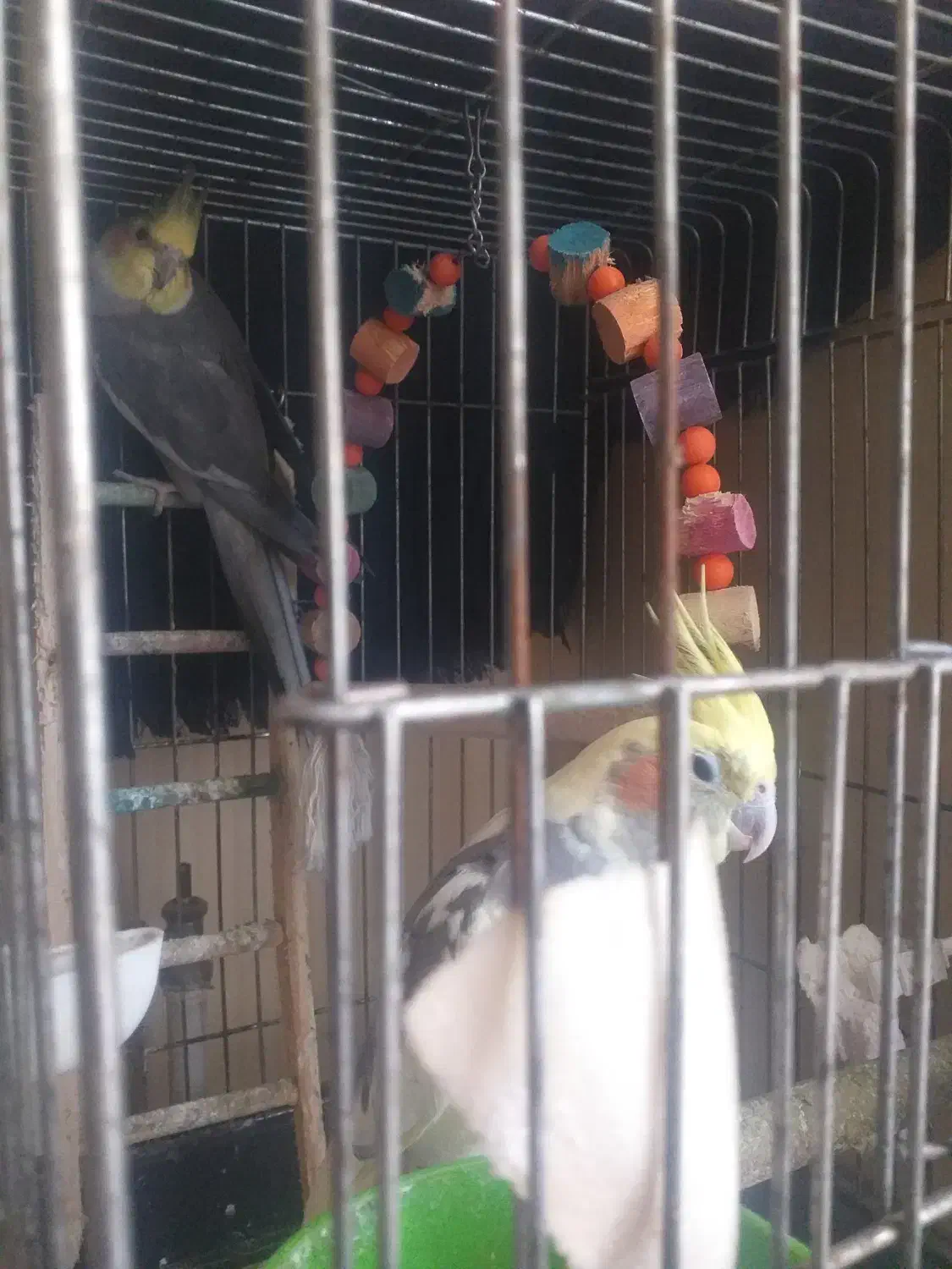 یکجفت عروس مولد|پرنده|بابل, |دیوار