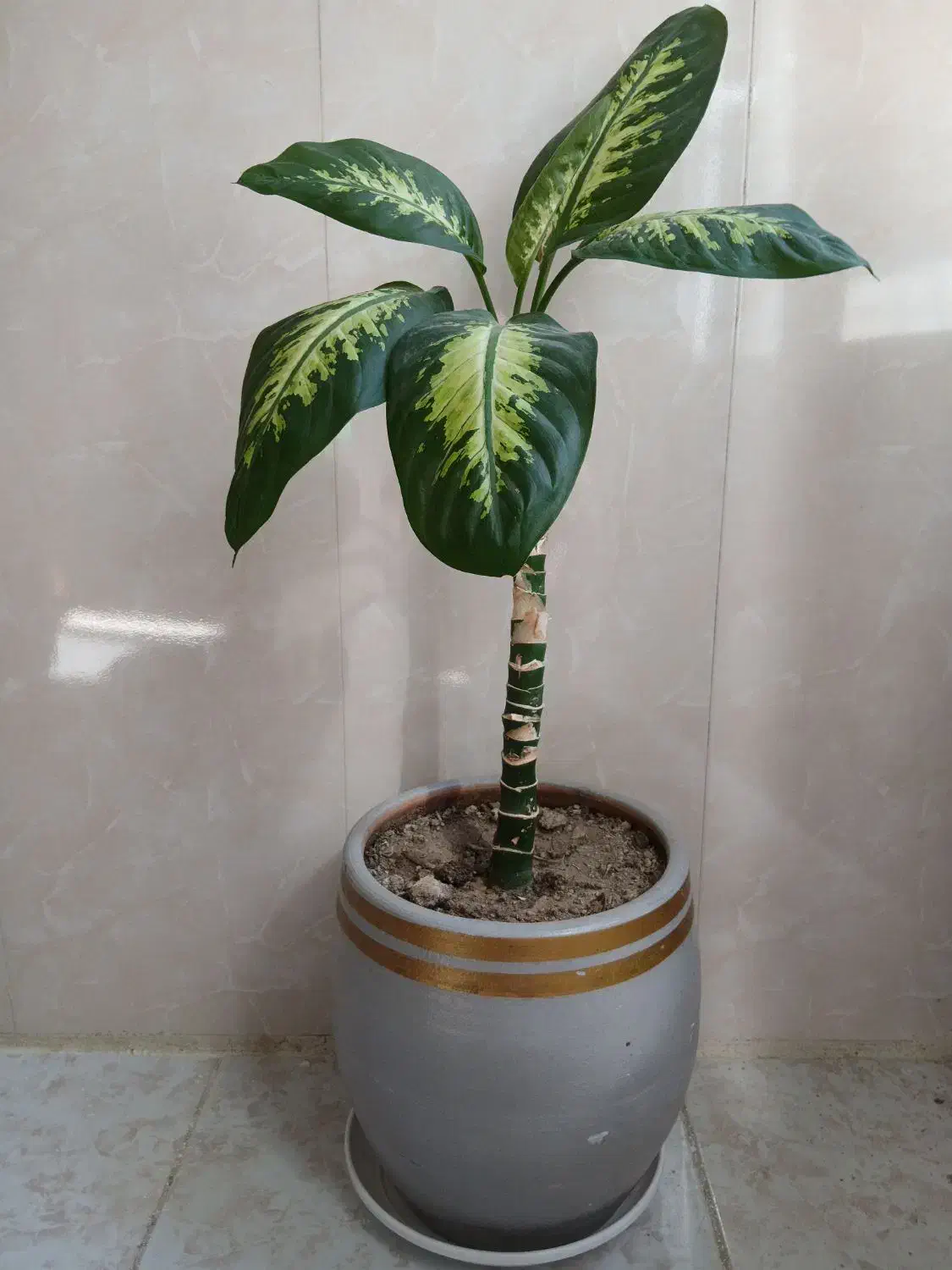 گل خانگی|گل و گیاه طبیعی|رباط‌کریم, منجیل آباد|دیوار