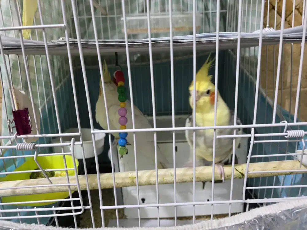 عروس هلندی مولد|پرنده|تهران, فلسطین (میدان انقلاب)|دیوار