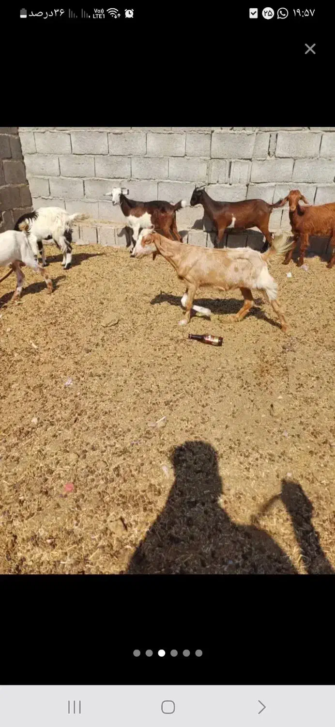 معاوضه بز خوب داشتی با میش خوب|حیوانات مزرعه|وحدتیه, |دیوار