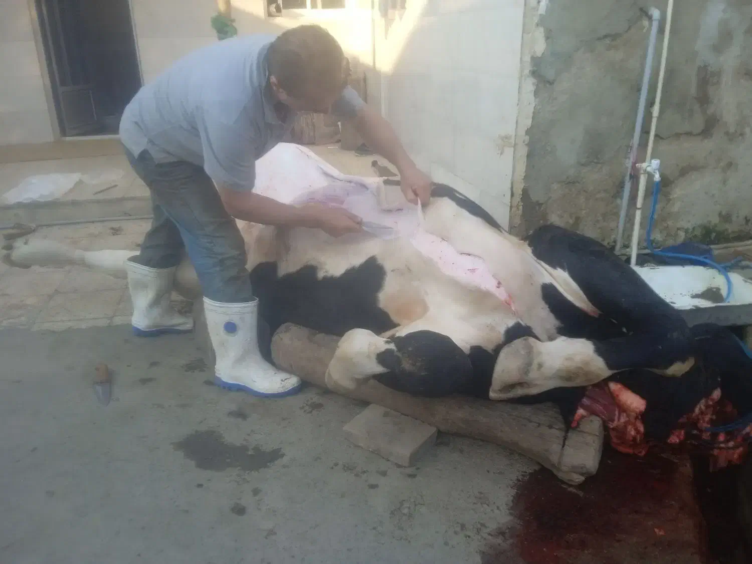 سلاخی|خدمات پذیرایی، مراسم|گرگان, |دیوار