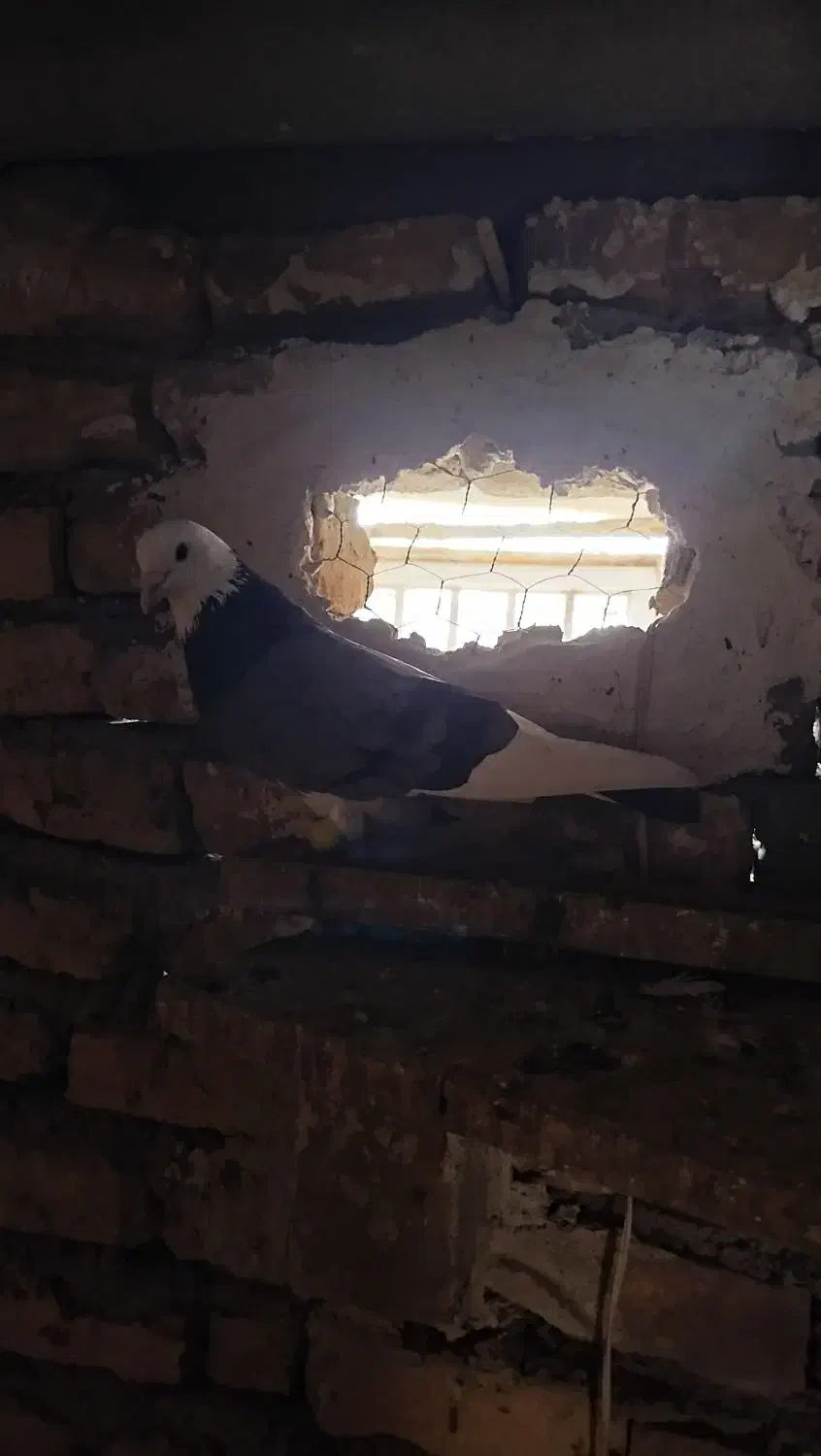 کبوتر رنگی|پرنده|آشخانه, |دیوار